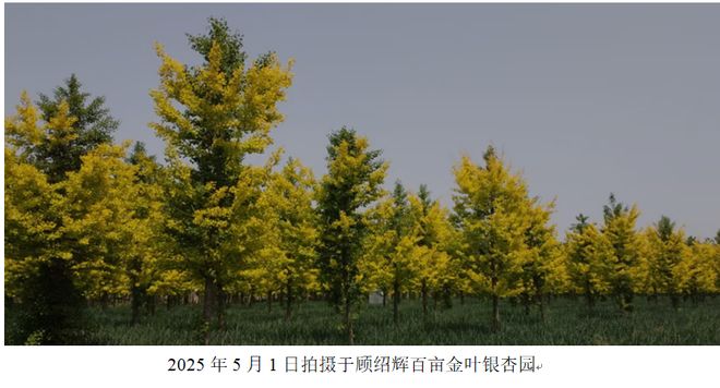 逐梦路——记邳州铁富镇顾绍辉 赵邦富麻将