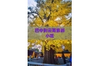 玩巴中到云南旅游小吃PG电子麻将胡了试